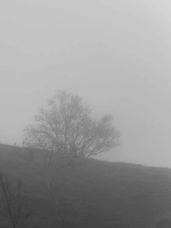 NEBLINA DÍPTICO 2