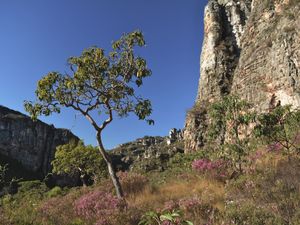 ÁRVORE NA CORDILHEIRA DO ESPINHAÇO