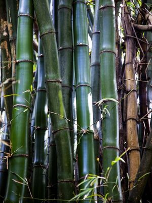 BAMBU 2019