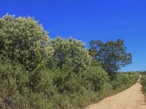 FLORES DA CAATINGA