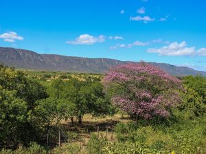 A CHAPADA E O IPÊ