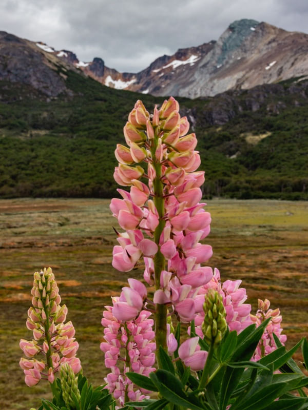 FLORES LUPINUS