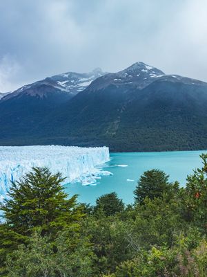 ARVORES E PERITO MORENO