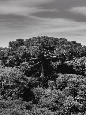 ARAUCÁRIA DO PARANÁ