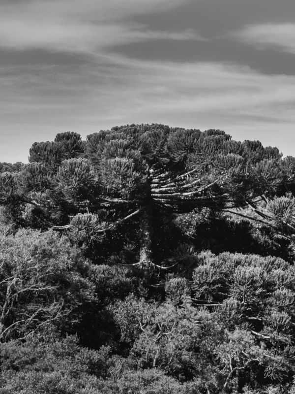 ARAUCÁRIA DO PARANÁ