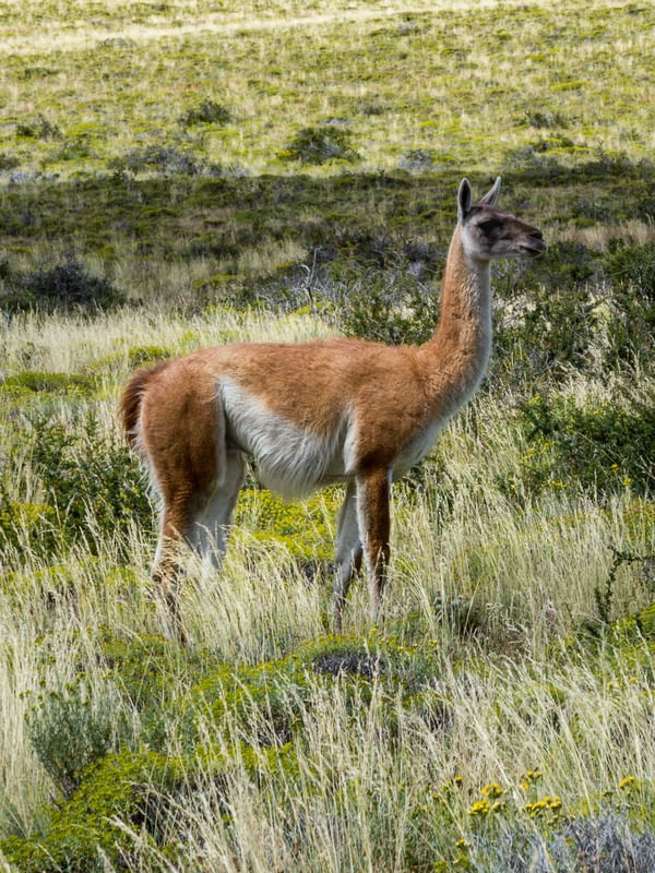 LINDO GUANACO NA PATAGÔNIA
