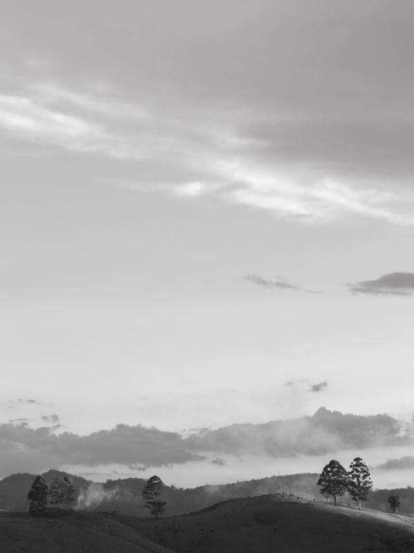 ÁRVORES NA FAZENDA