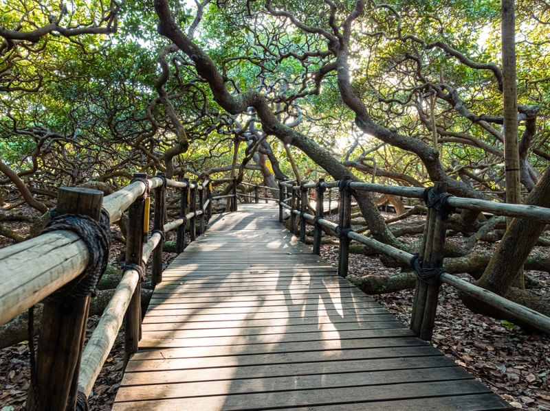 CAMINHOS NO CAJUEIRO EM PIRANGI