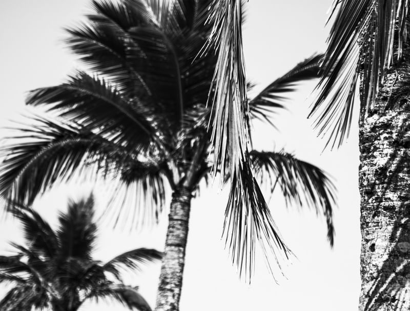 PALM BEACH TT