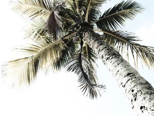 PALM BEACH 2TT