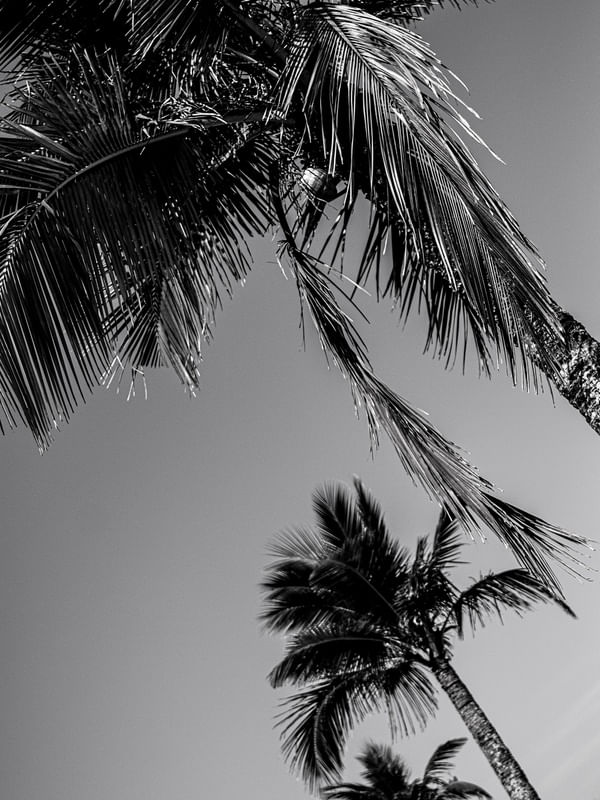 PALM BEACH PB