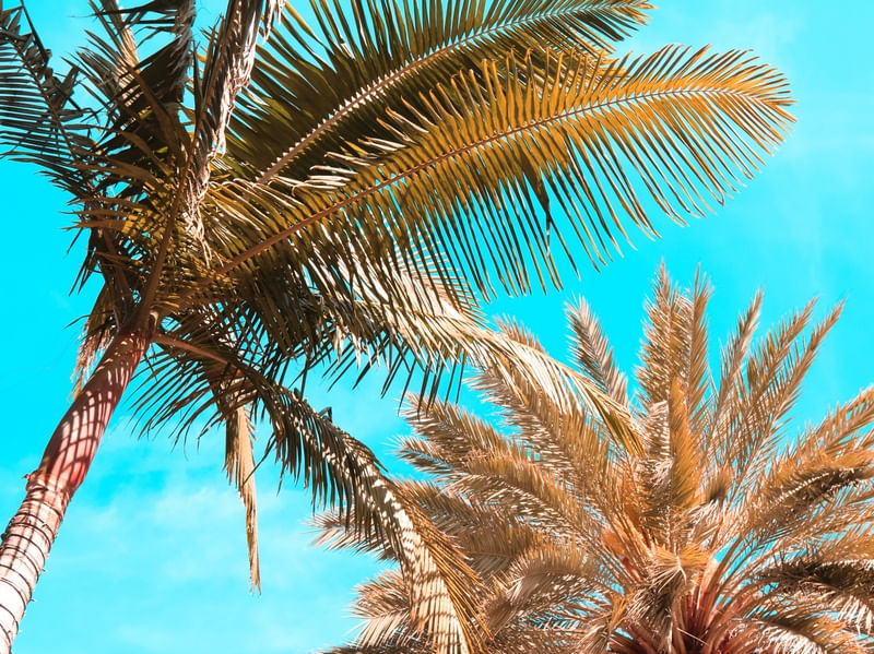 BLUE BEACH TT