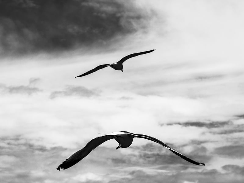 GAIVOTA PB