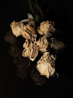 FLORES DO TEMPO