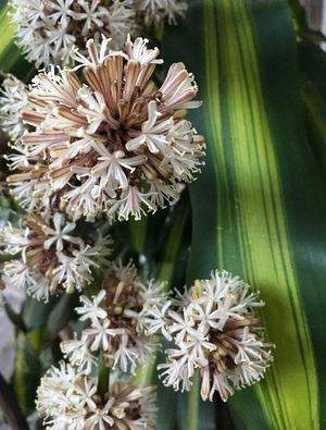DRACENA I
