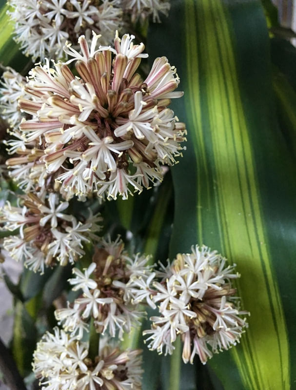 DRACENA I