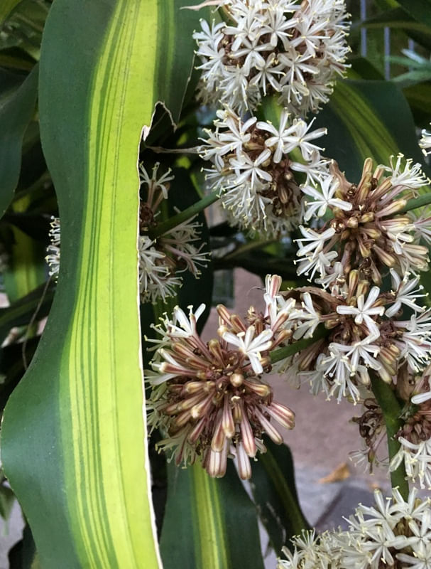 DRACENA II
