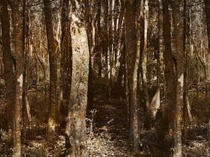 CAMINHOS DA FLORESTA
