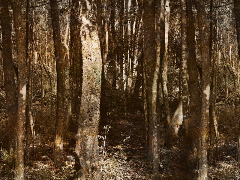 CAMINHOS DA FLORESTA
