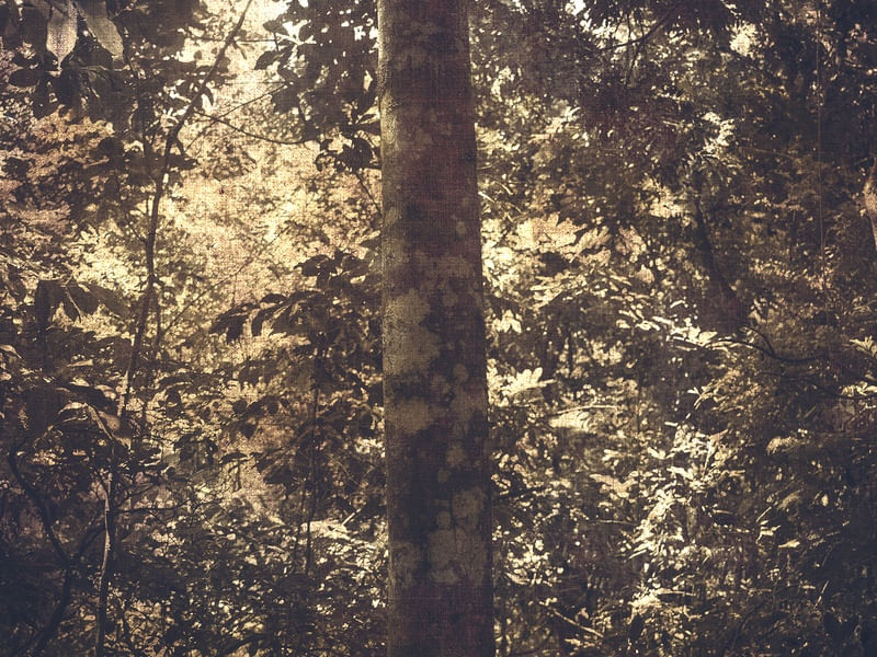HIGH FOREST