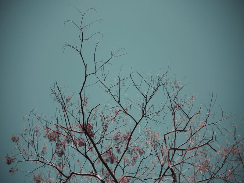 MEU CÉU
