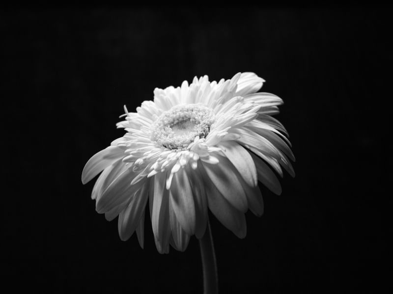 RETRATO DE FLOR
