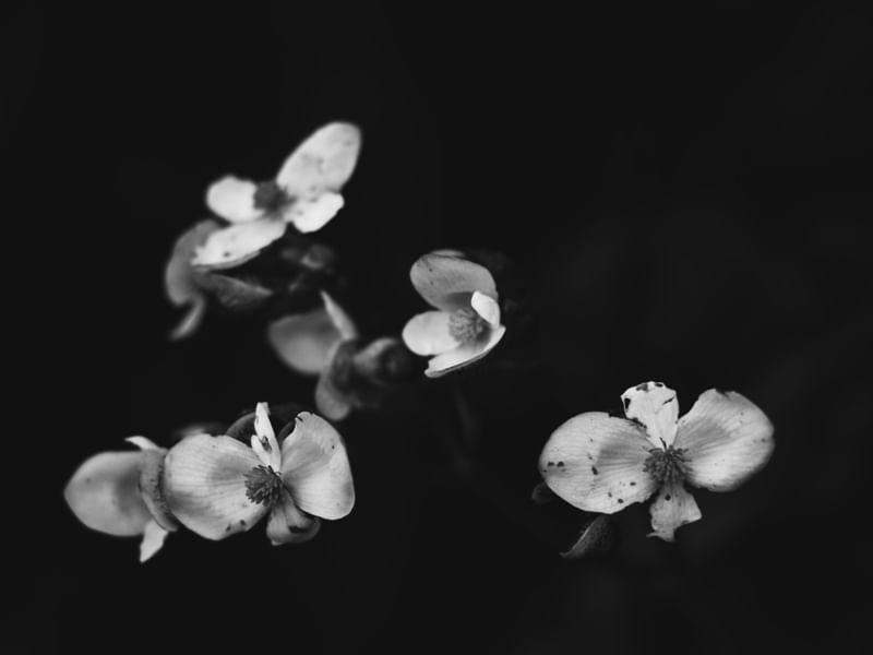 FLOR PRETO E BRANCO - 2