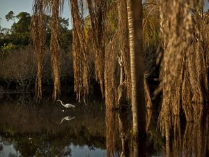 2988 - BOSQUE DA BARRA