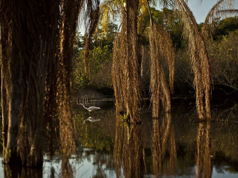 2982 - BOSQUE DA BARRA