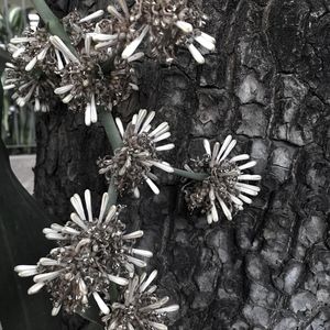 DRACENA III