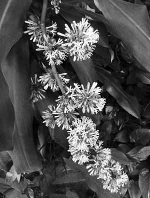 DRACENA IV B&W