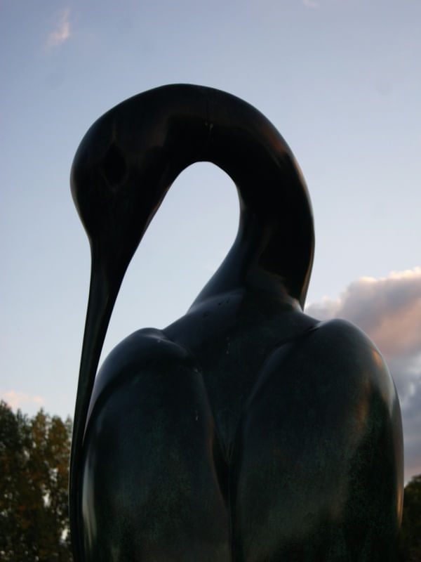 CISNE NEGRO DE HYDE PARK