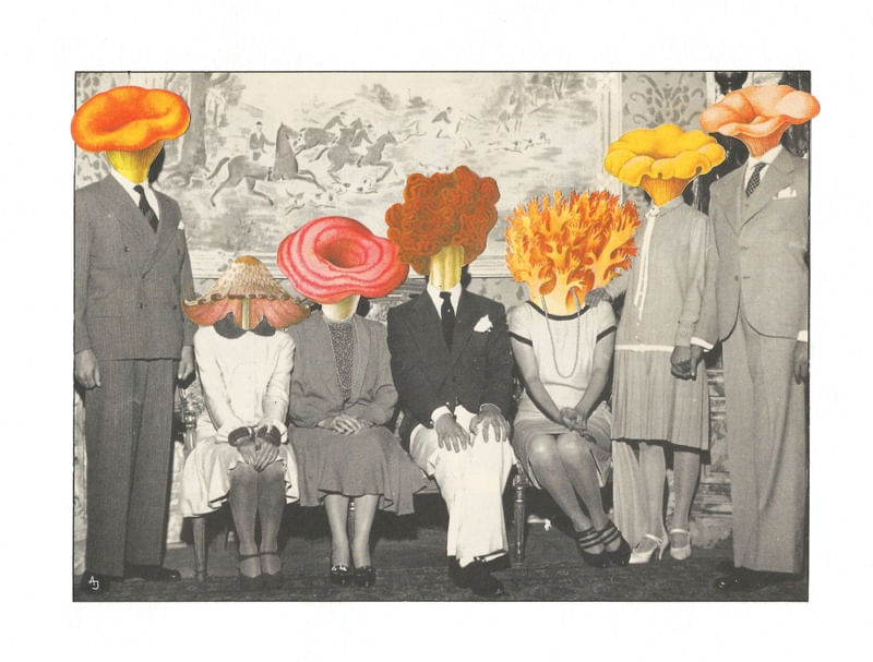 REINO FUNGHI