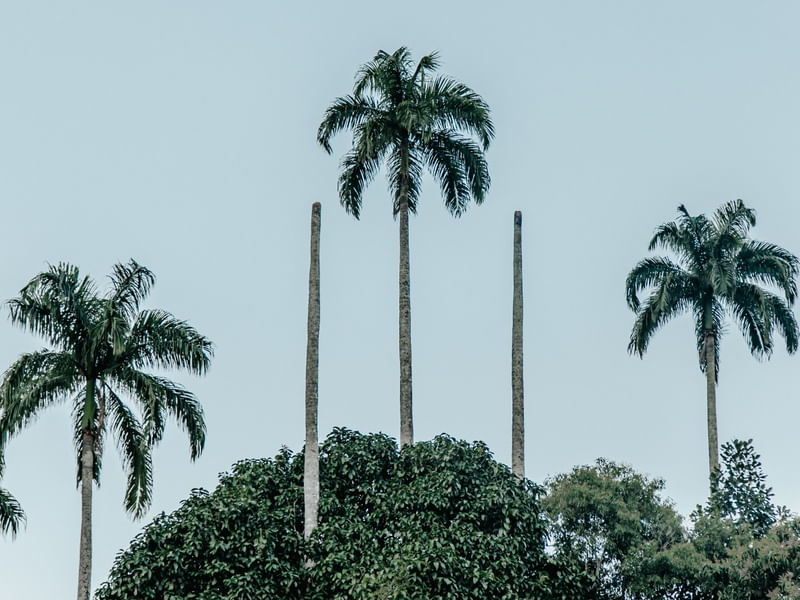 PALMEIRAS PARQUE LAGE
