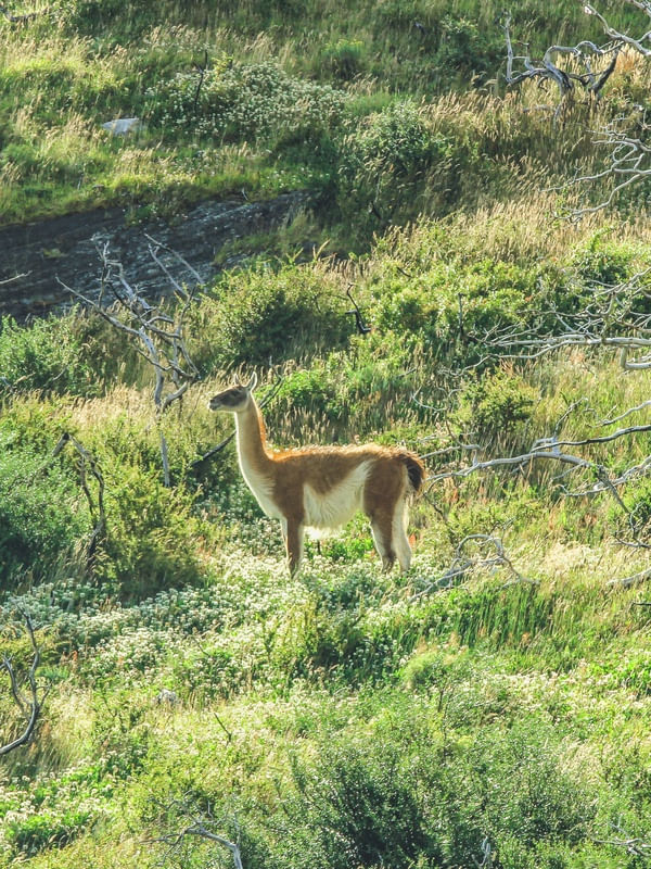 GUANACO OBSERVANDO ALGO
