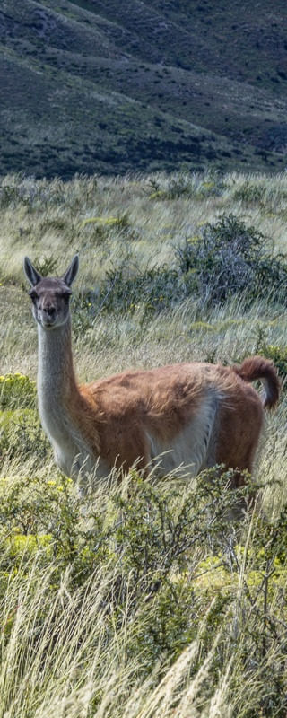 GUANACO SELVAGEM
