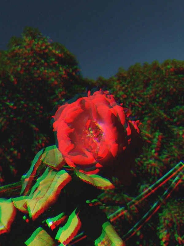 ROSA VERMELHA.