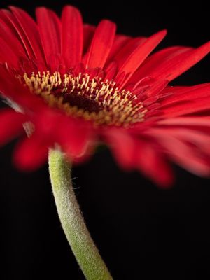 ASPECTO DE FLOR
