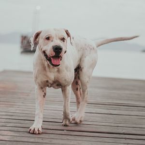 MARLEY