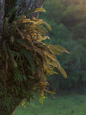 EXUBERÂNCIA DA NATUREZA