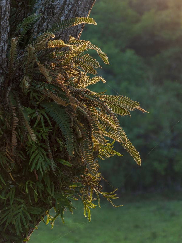 EXUBERÂNCIA DA NATUREZA