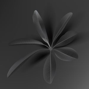 BLACK TROPICAL