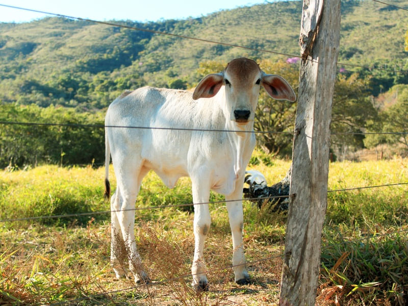 BEZERRO (CAVALCANTE)