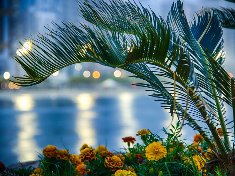 FLOWERS DREAMS