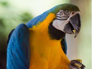 ARARA CANINDÉ