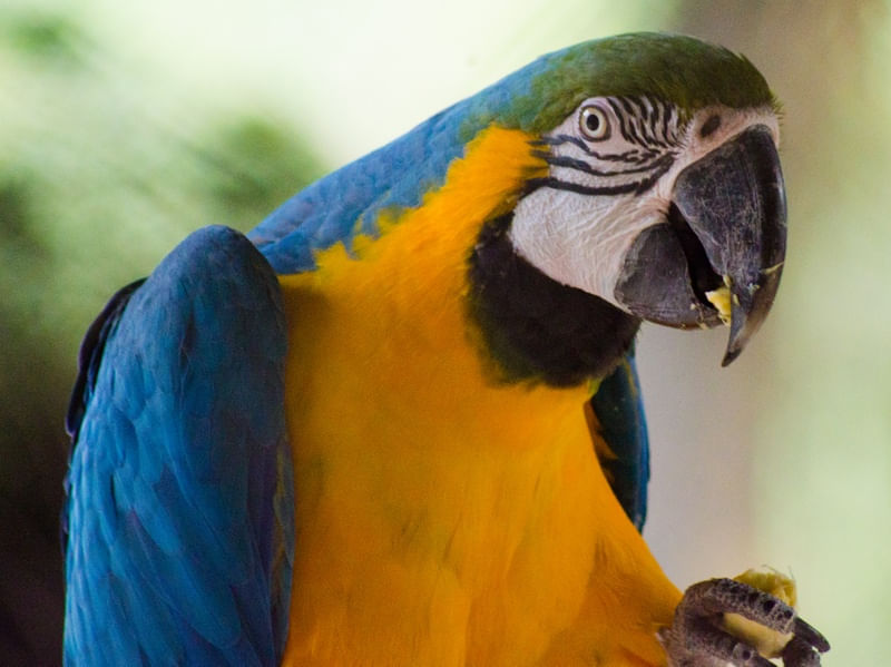 ARARA CANINDÉ