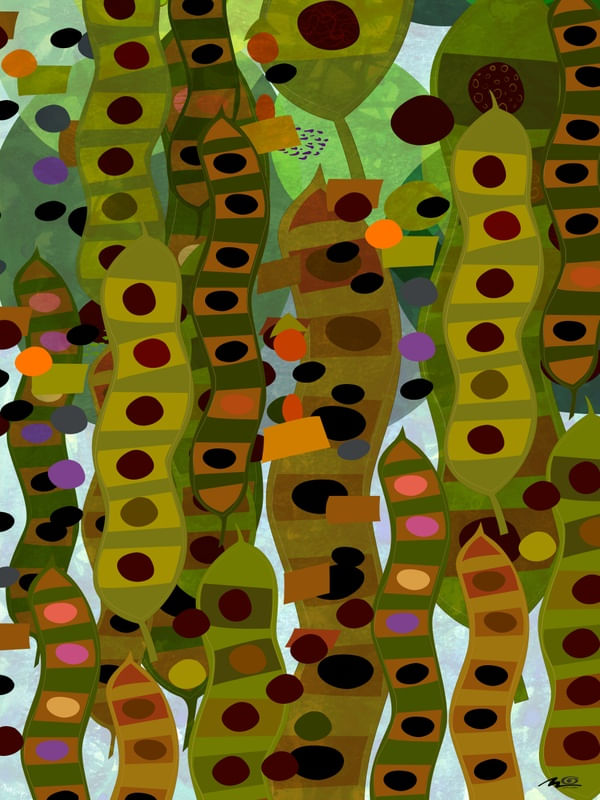 ÀS FAVAS III