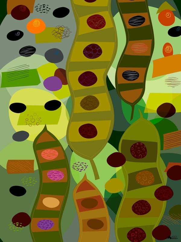 ÀS FAVAS IV
