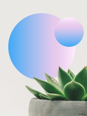CACTUS DESIGN II