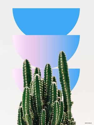 CACTUS DESIGN III
